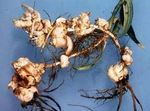 uploads/images/pest/lilly root nematodes.jpg